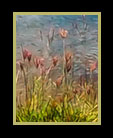 flowers along the shore of a river in Belize thumbnail